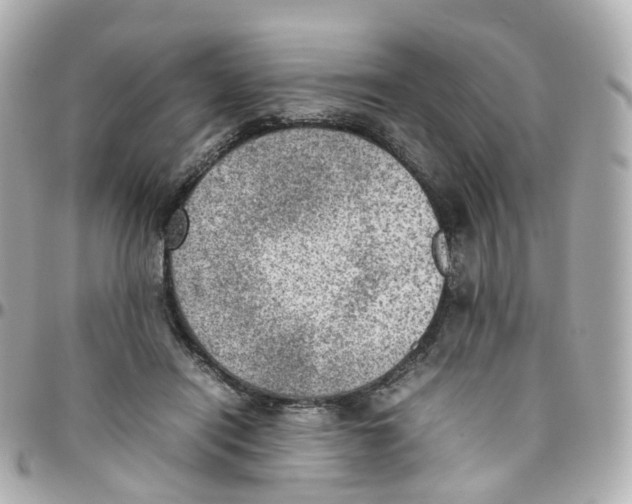 X0000095890454200802011110