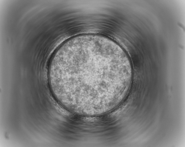 X0000095890835200802011105