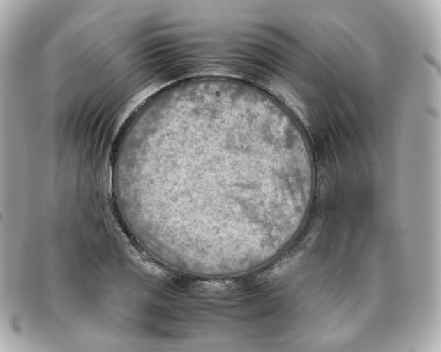 X0000095891125200802011101