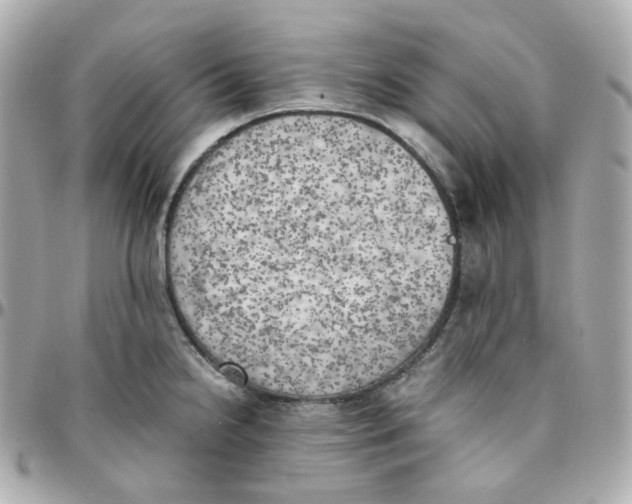 X0000095891238200802011100