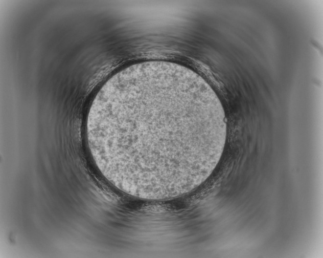 X0000095890299200802081123
