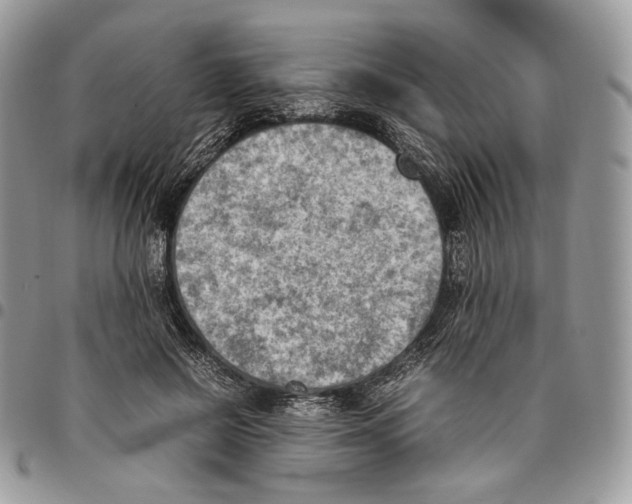 X0000095890550200802081120
