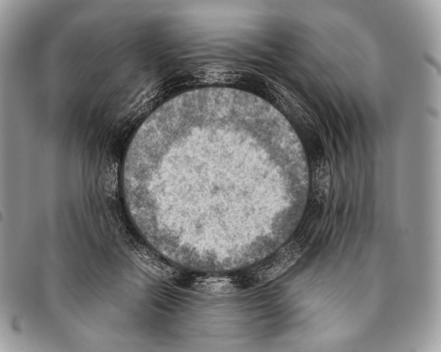 X0000095890554200802081120