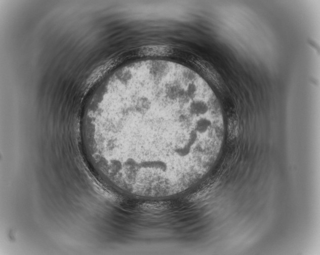 X0000095890725200802081117