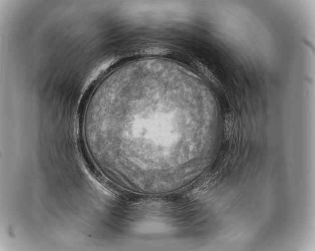 X0000095890726200802081117