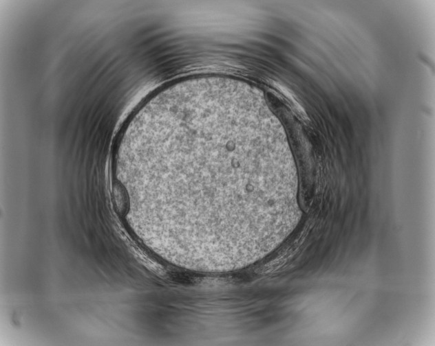 X0000095890796200802081116