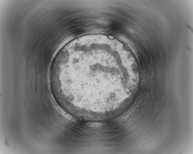 X0000095891235200802081110