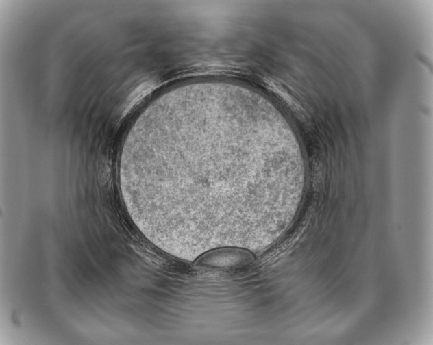 X0000095891259200802081109