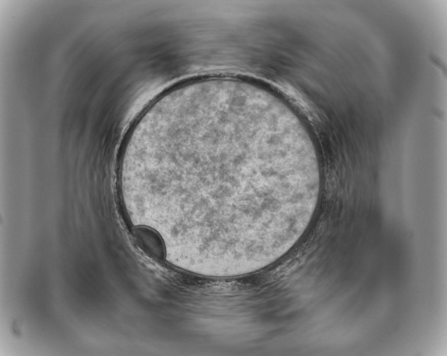 X0000095891279200802081109