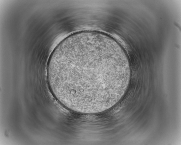 X0000095891287200802081109