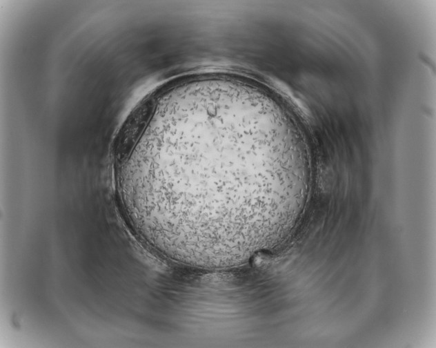 X0000095891368200802081108