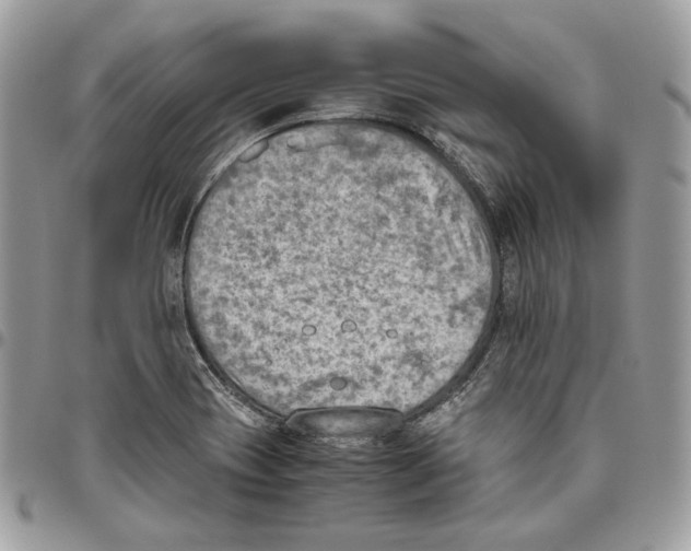 X0000095891417200802081107