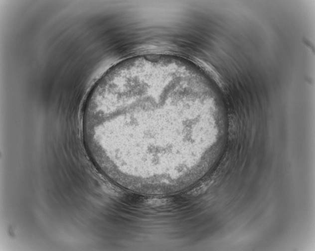 X0000095891419200802081107