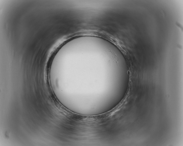 X0000095900294200801110811