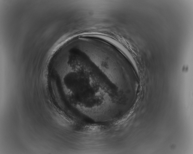 X0000095900295200801111216