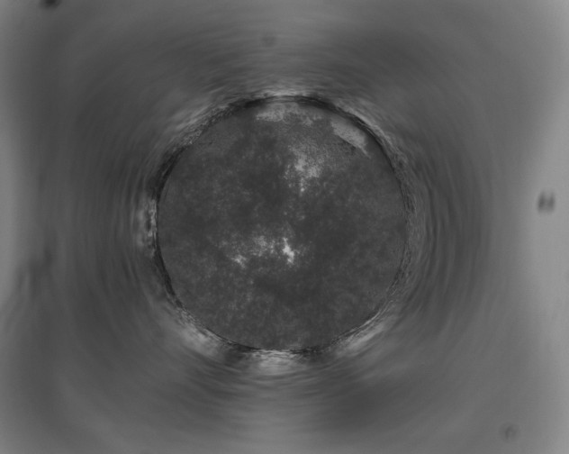 X0000095900528200801111212