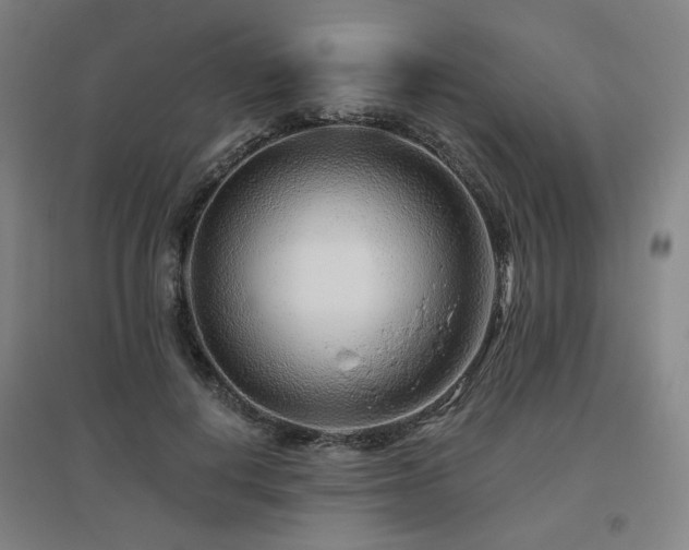 X0000095900648200801111210