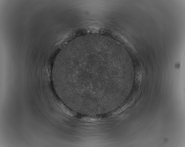 X0000095900661200801111211