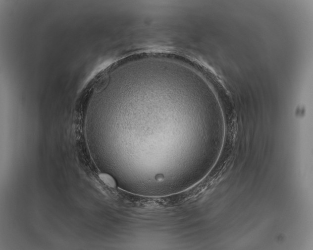 X0000095901255200801111201