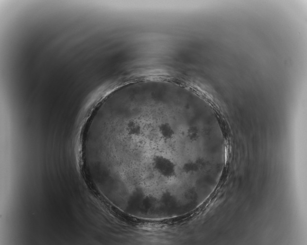 X0000095900339200801181250