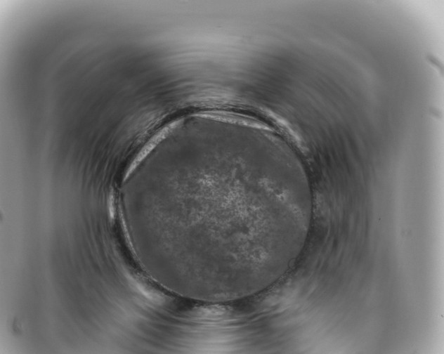 X0000095900069200801251233