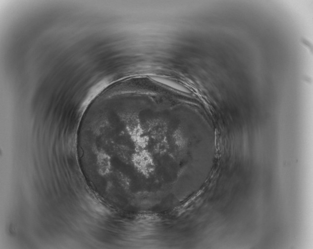 X0000095900099200801251233