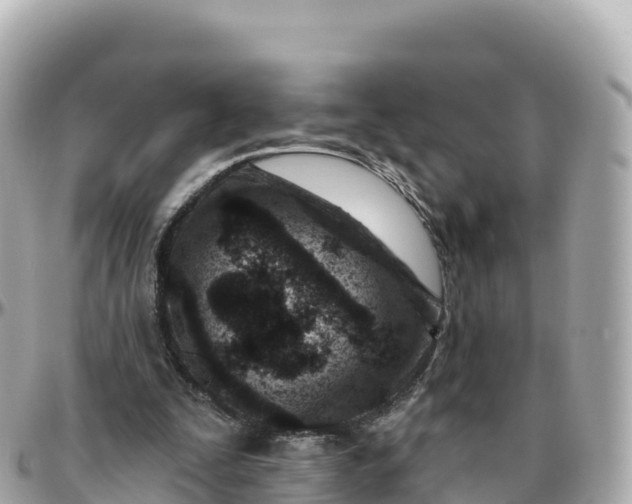 X0000095900295200801251230