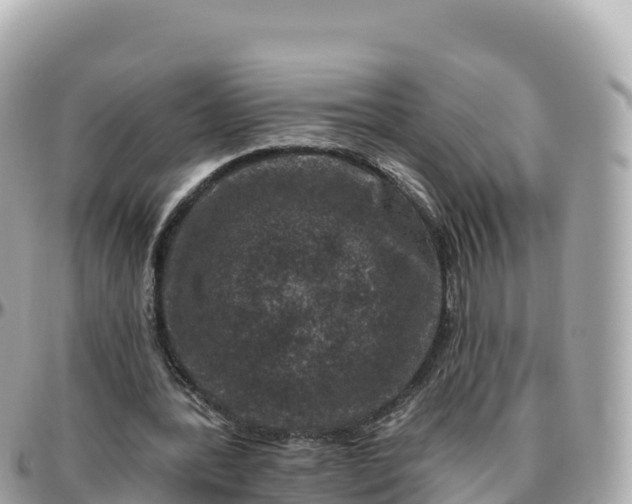 X0000095900388200801251229