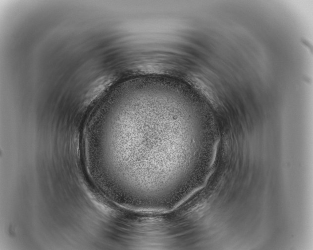 X0000095900398200801251229