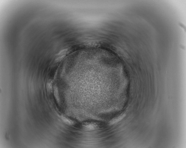 X0000095900432200801251228