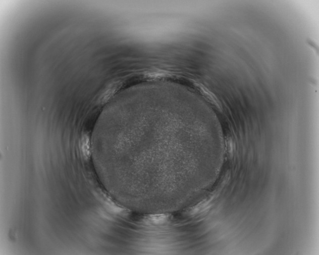 X0000095900479200801251228