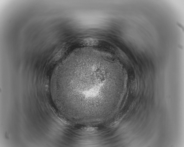 X0000095900553200801251226