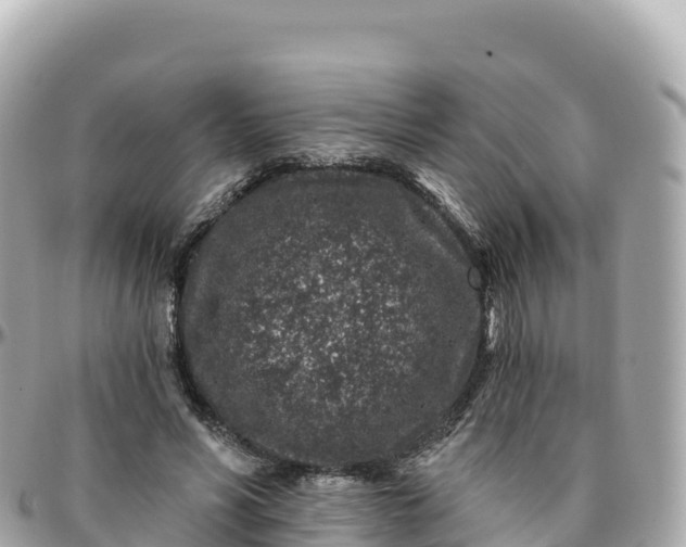 X0000095900590200801251226