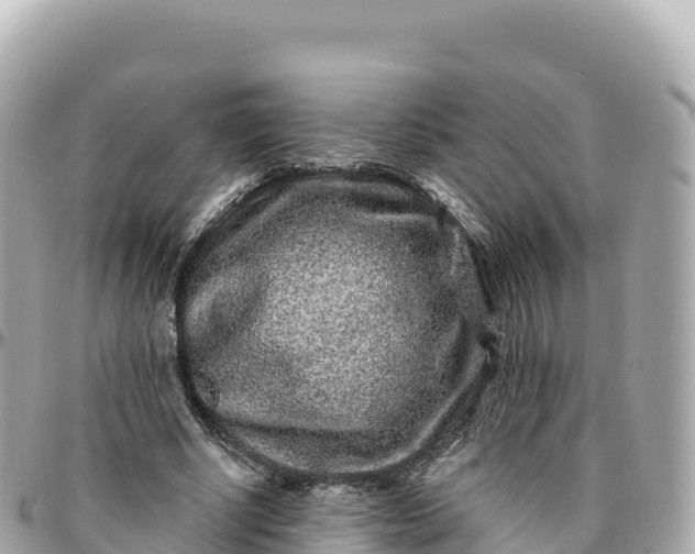 X0000095900634200801251225