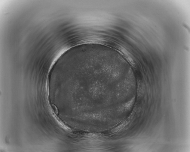 X0000095900796200801251223