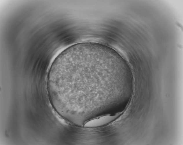 X0000095900816200801251223