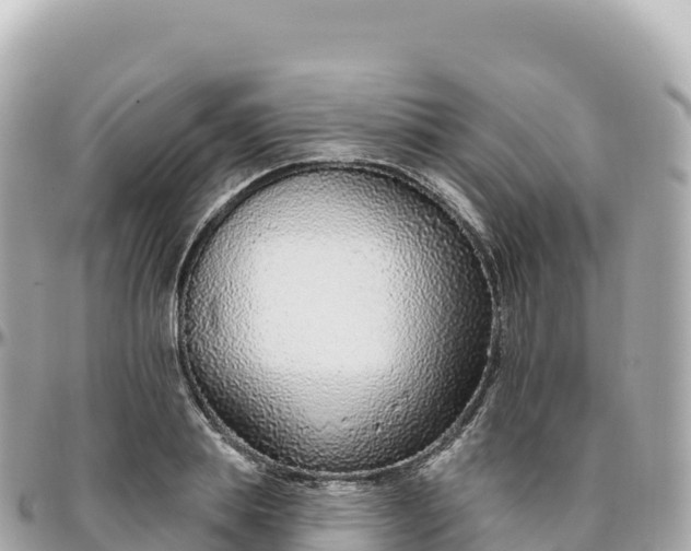 X0000095900839200801251222