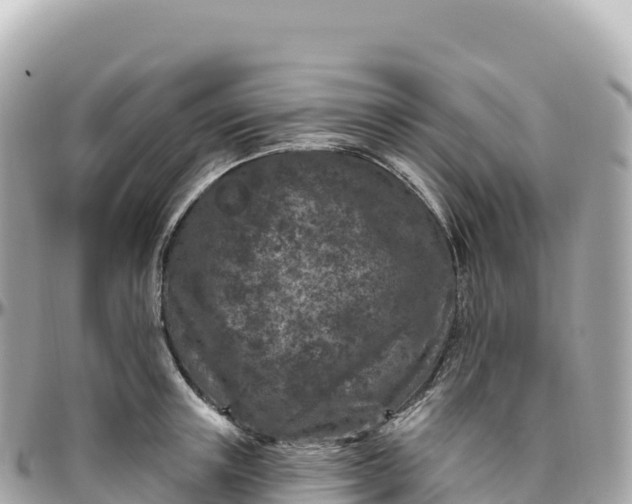 X0000095900851200801251223