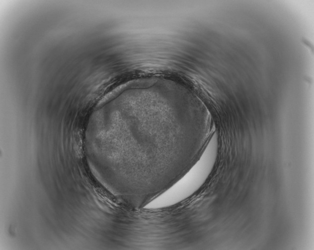 X0000095900868200801251222