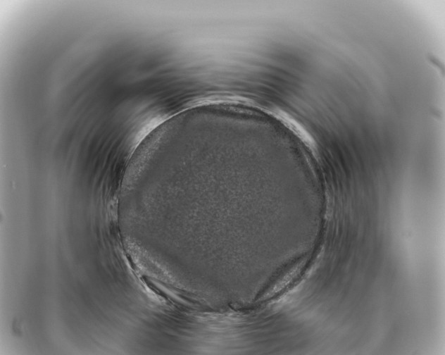 X0000095900953200801251221