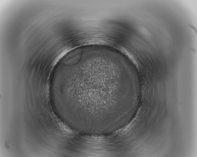 X0000095900975200801251221