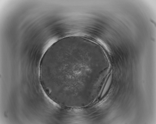 X0000095901095200801251219