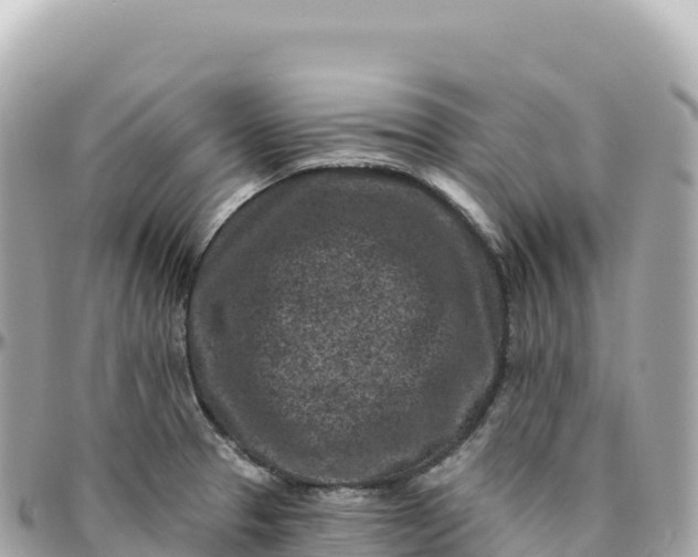 X0000095901329200801251216