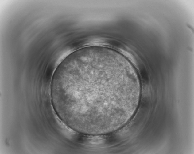 X0000095901338200801251216