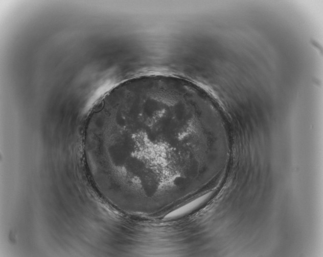 X0000095901359200801251215