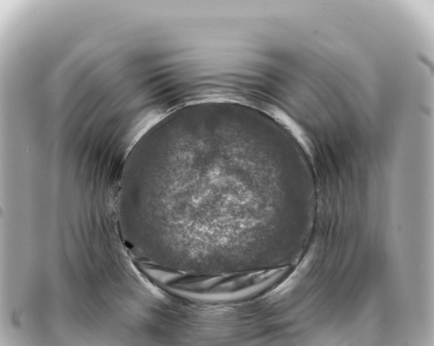 X0000095901385200801251215