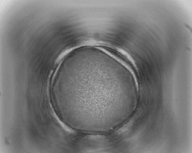 X0000095901429200801251215