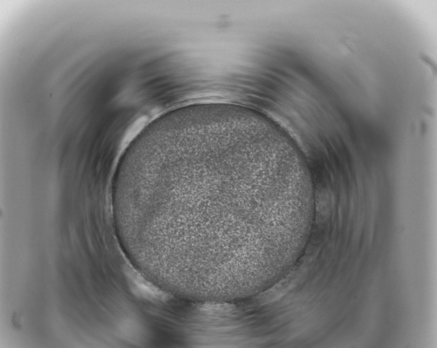 X0000095901466200801251214