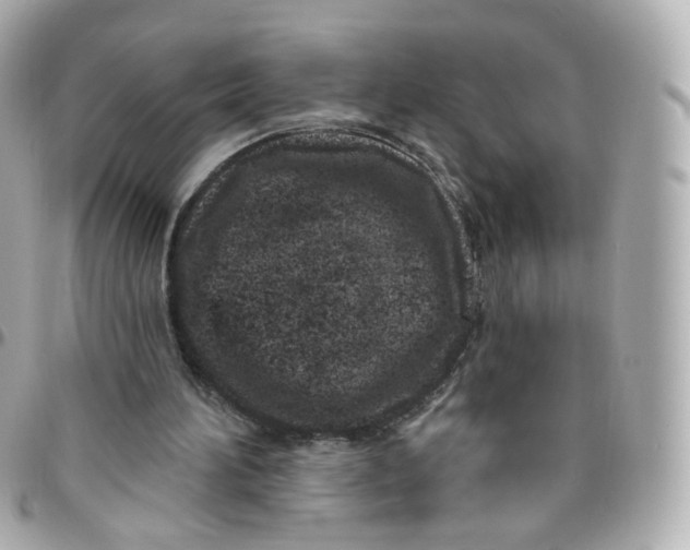 X0000095900196200802011136