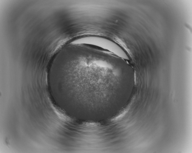 X0000095900205200802011135